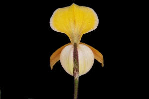 Paphiopedilum helenae Huntington's Jellybean HCC/AOS 77 pts. Rear View